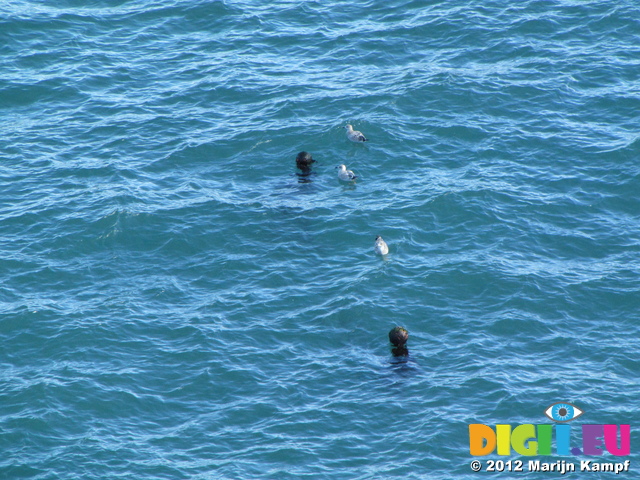 SX24749 Bouys disguised as seals